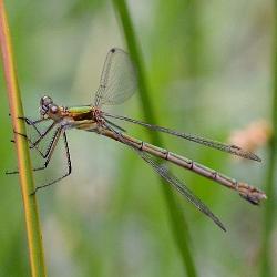 Lestes sponsa